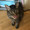 Juno_s