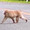 箕面のお猿さん
