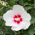 Rose of Sharon