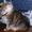 groschat