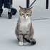 アジフライにゃんすけ