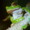 knightfrog