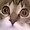 ネコネッコ