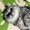 ジャブ猫