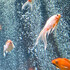 goldfish0131