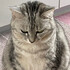 マーブルグレー猫
