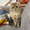 ねこまんま417