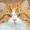さすらい猫丸