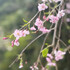 sakuraspring