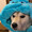 柴犬モフ太郎