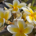 Rika_aloha