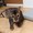 おじさんと3匹の猫