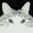 ユーザーのアイコン画像