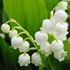 Ｍuguet67