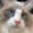 nekomatanyan