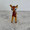 happy bambi