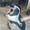 センゴクペンギン