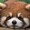 腹ぺこレッサーパンダ