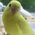 ぴょん78