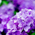 リーマンの花