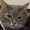 ねこマリコ