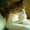 artcat