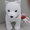 イチロー大好き