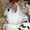 うさぎろーる