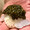 ぴんく くろいど