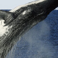 Tom Riddle