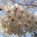 Cherry Blossom♪
