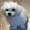 てんじろう1037