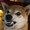 名犬コタロー
