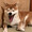 とかいじゅ