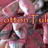 cotton tulip