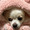 まりーちゃん犬