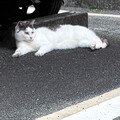 ぴよぷりん