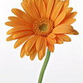 Orange Gerbera