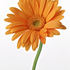 Orange Gerbera