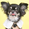 愛犬と食べ歩き記録(東京中心)