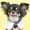 愛犬と食べ歩き記録(東京中心)