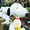 schulz4405