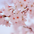 桜の葉っぱ