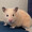 ユーザーのアイコン画像