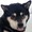 Love-Shiba^ｪ^
