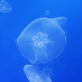 人生ぷかぷか