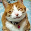 ハナモゲラおさんどんさんのトップページ 食べログ