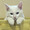 にこにこもたん
