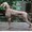 大宮の犬