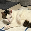 とれいしーだお